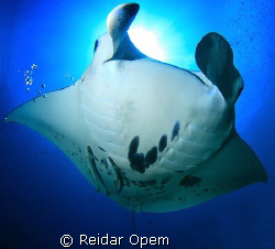This is the view you get at manta point in raja ampat.
J... by Reidar Opem 